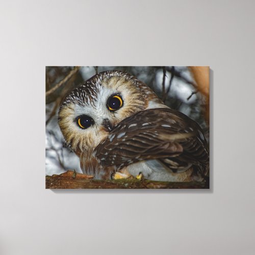 Northern Saw_whet Owl Close_up 18x24 Canvas Print