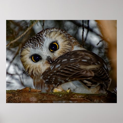 Northern Saw_whet Owl Close_up 18x24 Poster