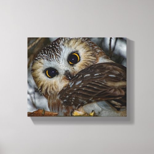 Northern Saw_whet Owl Close_up 8x10 Canvas Print