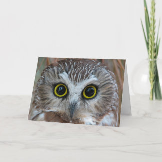 Northern Saw-whet Owl Close-Up Card