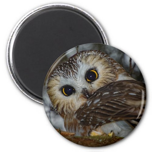 Northern Saw_whet Owl Close_up Magnet