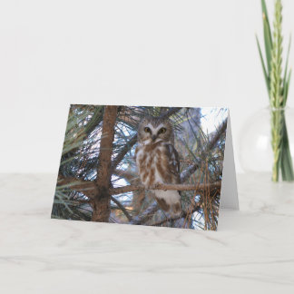 Northern Saw-Whet Owl in Pine Tree Card