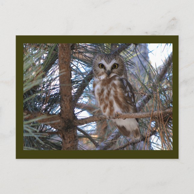 Northern Saw-Whet Owl in Pine Tree Postcard (Front)