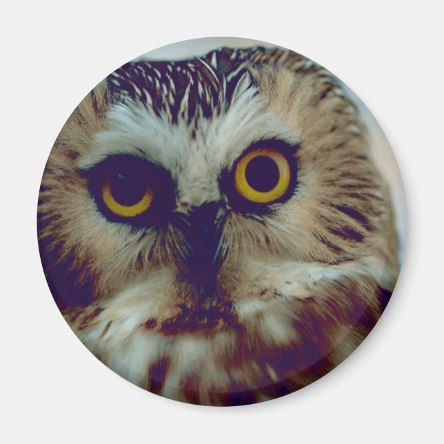 Northern Saw-whet owl Magnet (Front)
