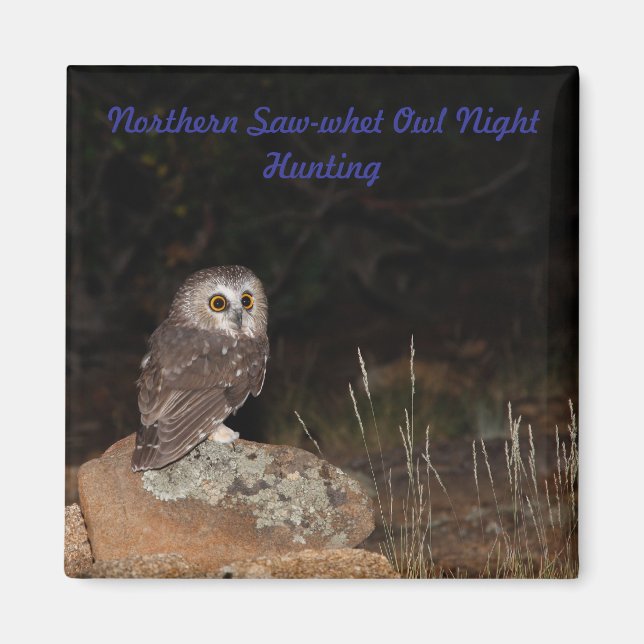 Northern Saw-whet Owl Night Hunting Magnet (Front)