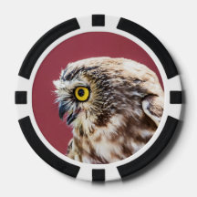 Northern Saw-Whet Owl Portrait