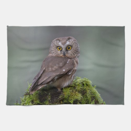 Northern Saw Whet Owl Towel
