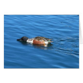 Northern Shoveler (Front Horizontal)