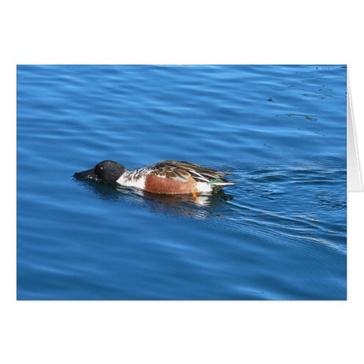 Northern Shoveler Cards (Front Horizontal)