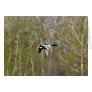 Northern Shoveler Cards