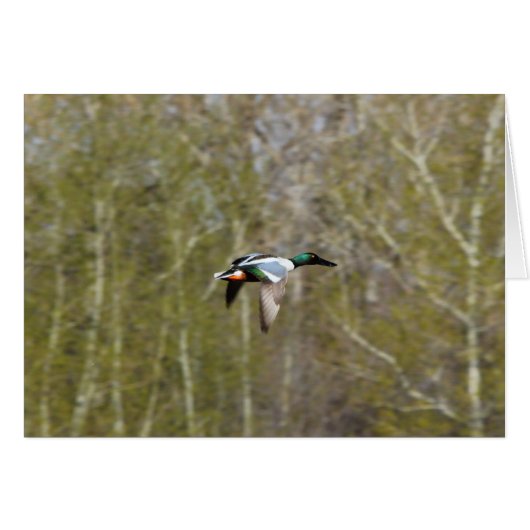 Northern Shoveler Cards (Front Horizontal)