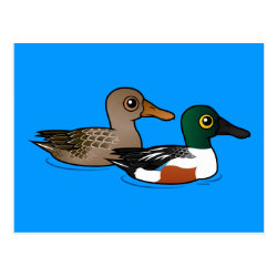 Northern Shoveler Pair Postcard