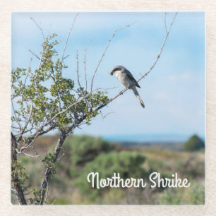 Northern Shrike Glass Coaster