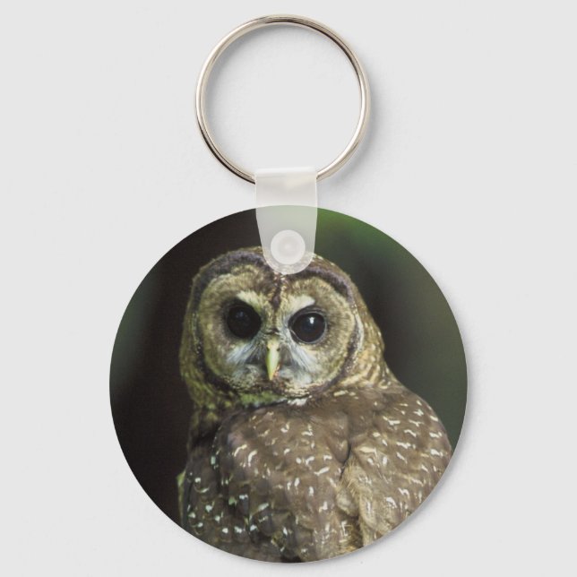 Northern Spotted Owl Keychain (Front)