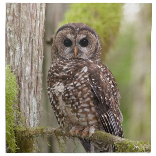 Northern Spotted Owl _Last stand in BC Napkin