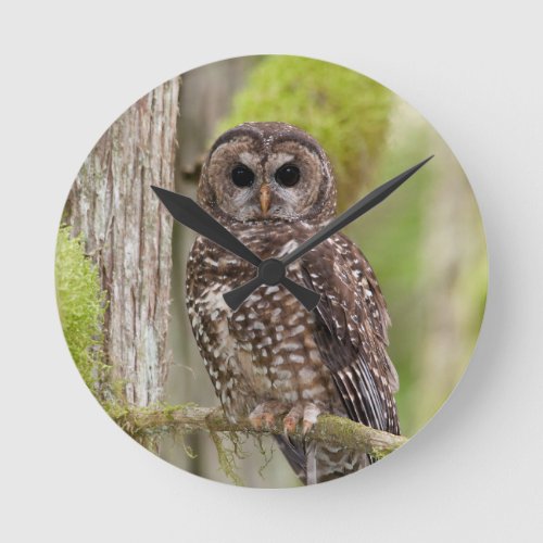 Northern Spotted Owl _Last stand in BC Round Clock