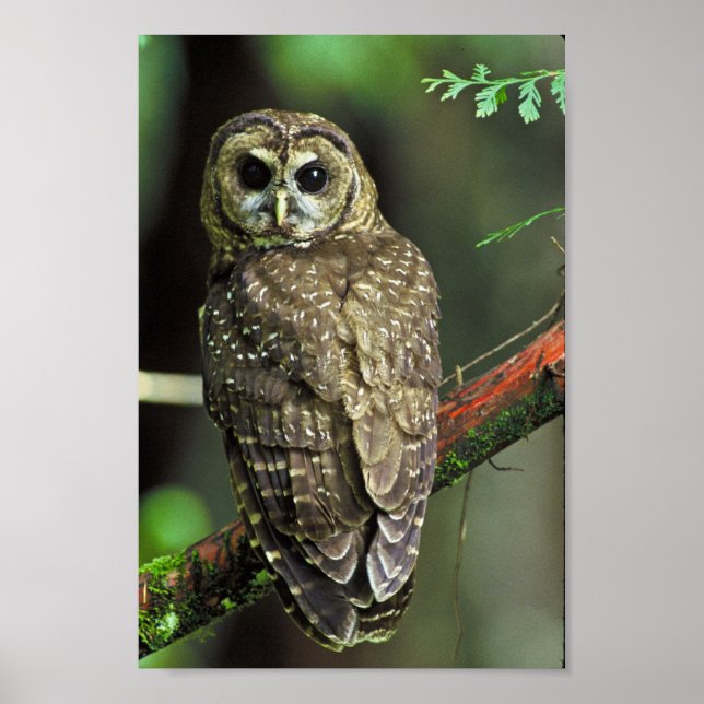 Northern Spotted Owl Poster (Front)