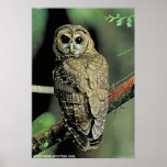 Northern Spotted Owl Poster
