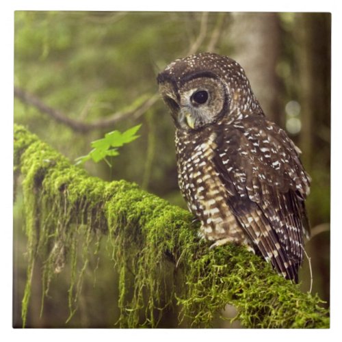 Northern Spotted Owl Strix occidentals caurina Ceramic Tile
