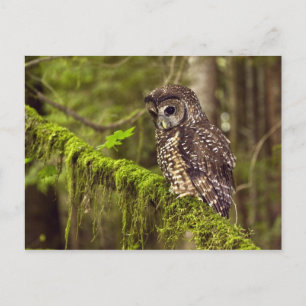 Northern Spotted Owl (Strix occidentals caurina) Postcard