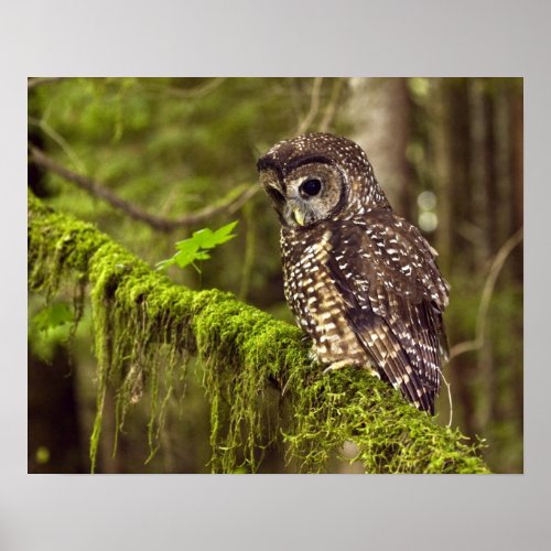 Northern Spotted Owl Strix occidentals caurina Poster