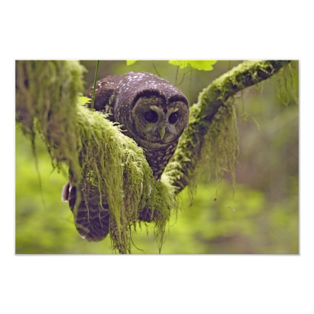 Northern Spotted Owl Strix occidentals Photo Print (Front)