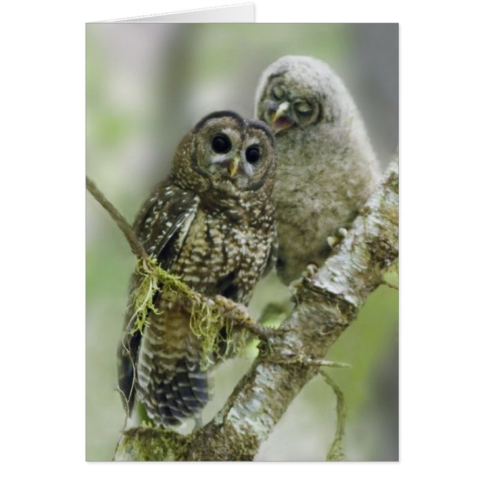 Northern Spotted Owl with her Owlet Greeting Card