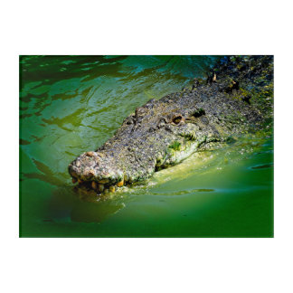 Northern Territory Saltwater Crocodile Acrylic Print
