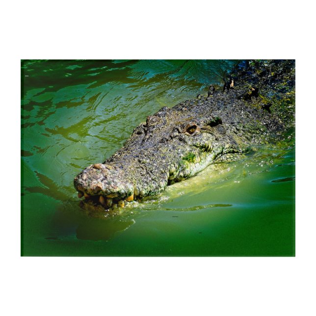Northern Territory Saltwater Crocodile Acrylic Print (Front)