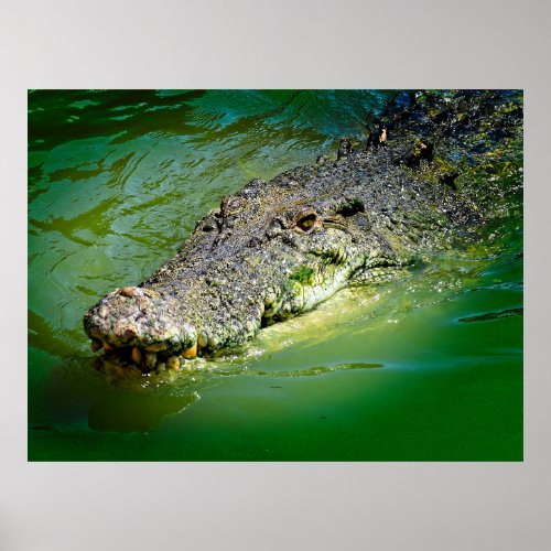 Northern Territory Saltwater Crocodile Poster