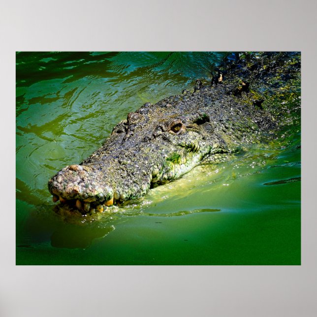 Northern Territory Saltwater Crocodile Poster (Front)