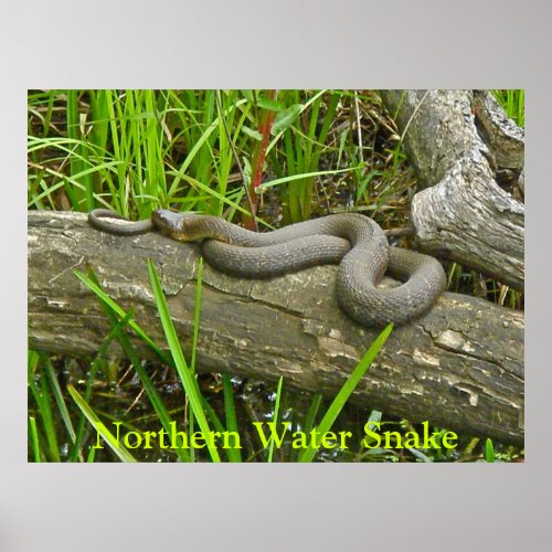 Northern Water Snake Basking on Log Multiple Items Poster