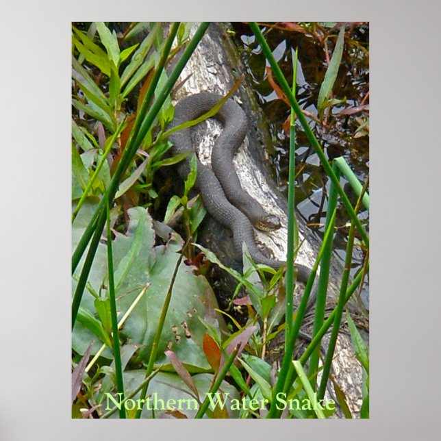 Northern Water Snake Basking on Log Multiple Items Poster (Front)