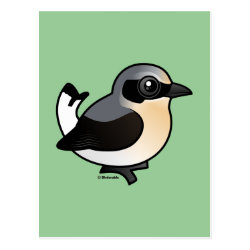 Northern Wheatear (adult) Postcard