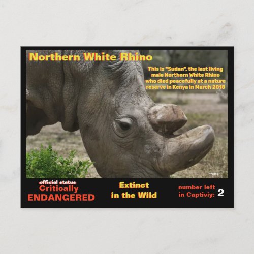 _ Northern White Rhino is critically endangered _ Postcard