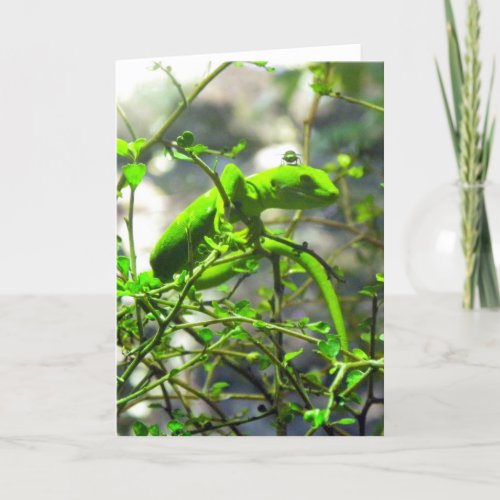 Northland Green Gecko Card