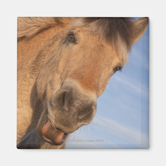 Northumberland, England 2 Magnet (Front)