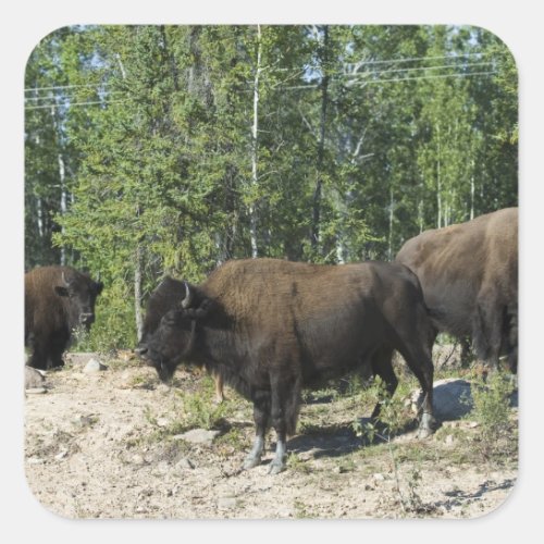 Northwest Territories Wood Buffalo National Square Sticker