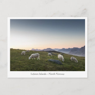 Norway Lofoten Sheep Postcard