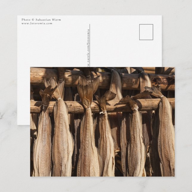Norway Lofoten Stockfish Postcard (Front/Back)