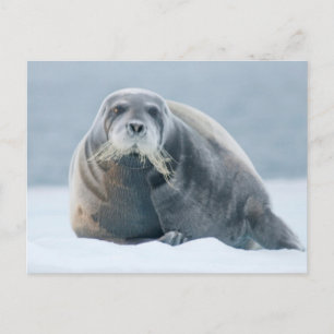 Norway, Svalbard Archipelago, Spitsbergen 4 Postcard