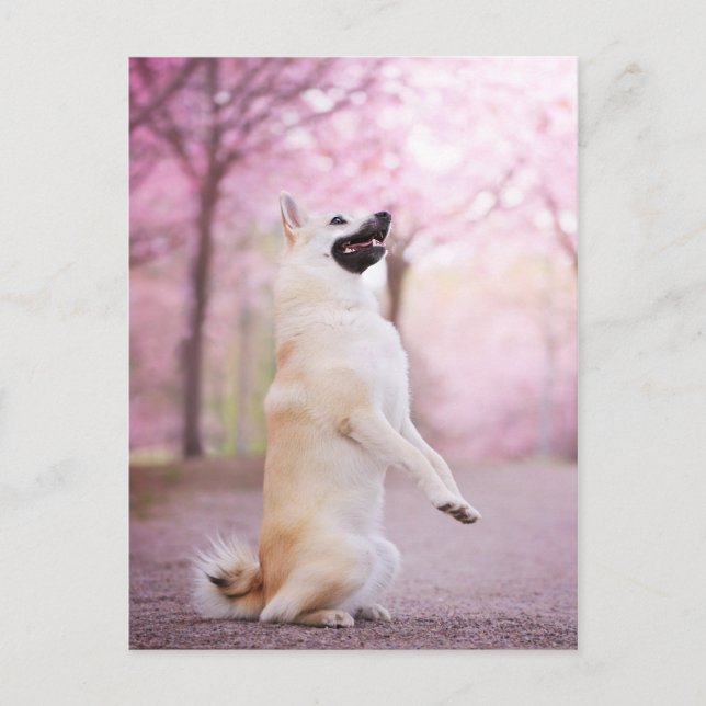 Norwegian Buhund and Cherry blossoms Postcard (Front)