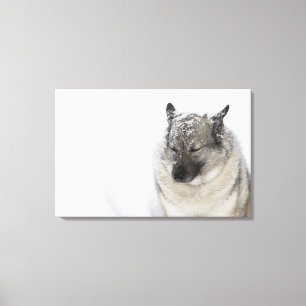 Norwegian Elkhound Canvas Print