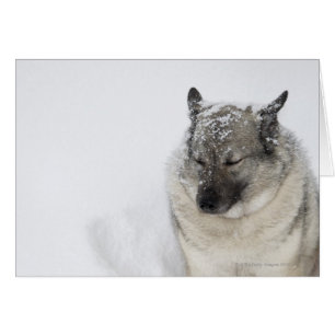 Norwegian Elkhound Cards
