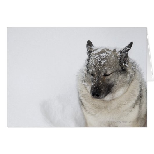 Norwegian Elkhound Cards (Front Horizontal)