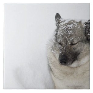 Norwegian Elkhound Ceramic Tile