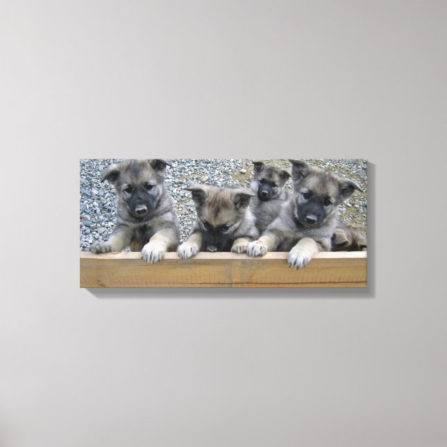 Norwegian Elkhound Puppies Canvas Print (Front)
