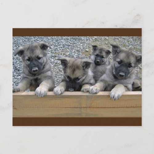 Norwegian Elkhound Puppies Postcard