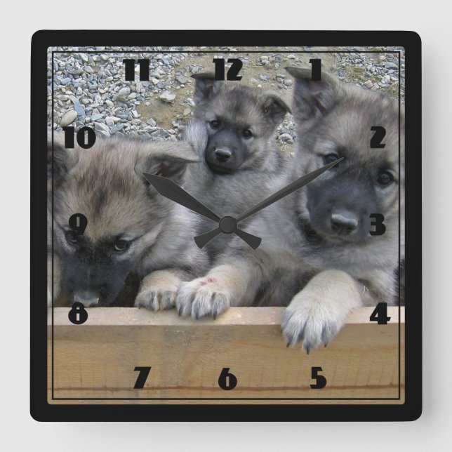 Norwegian Elkhound Puppies Square Wall Clock (Front)