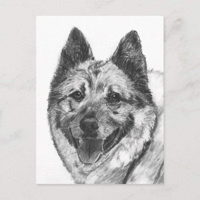 Norwegian Elkhound Sketch Postcard (Front)